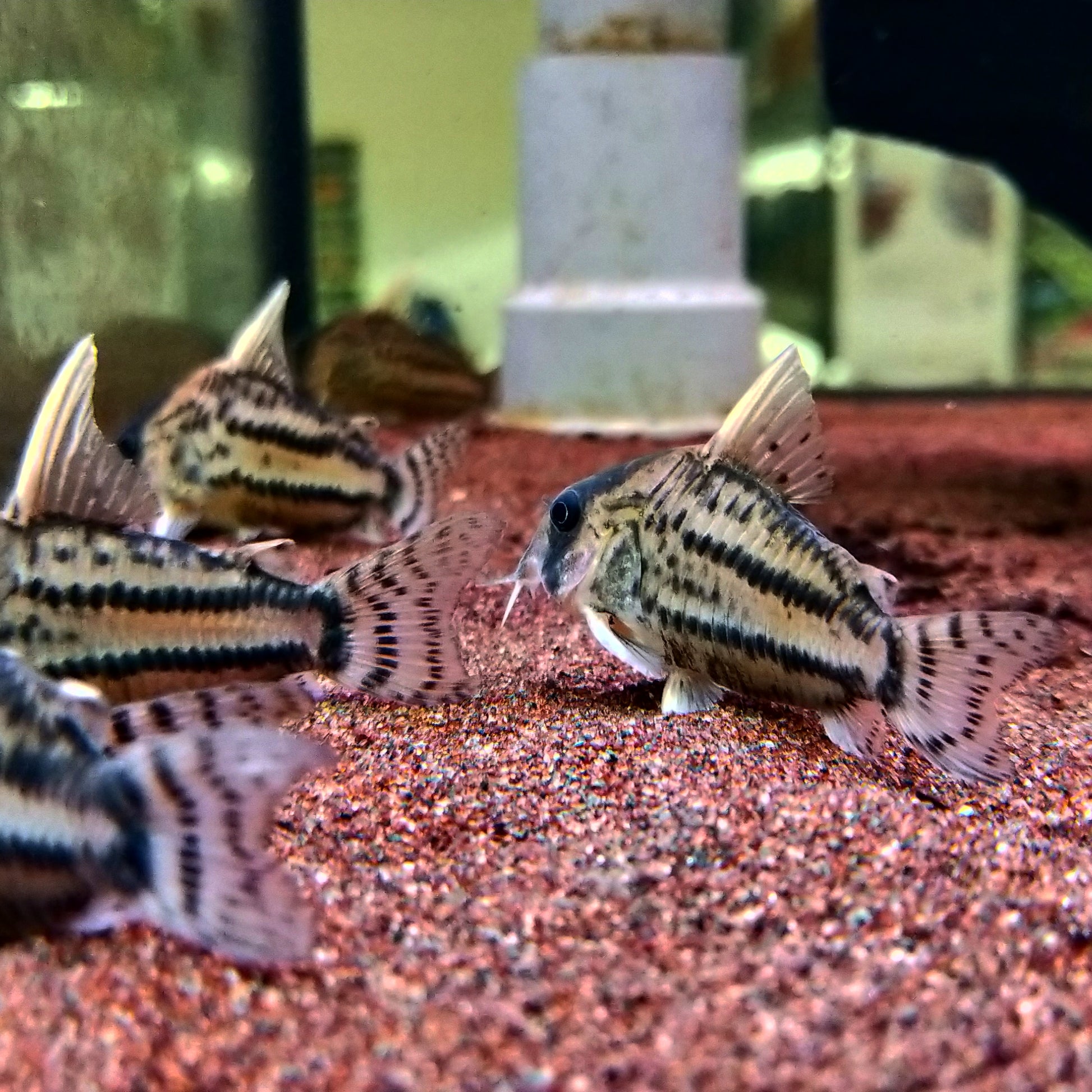 Corydoras Schwartzi sp. CW028 by Iven Betta