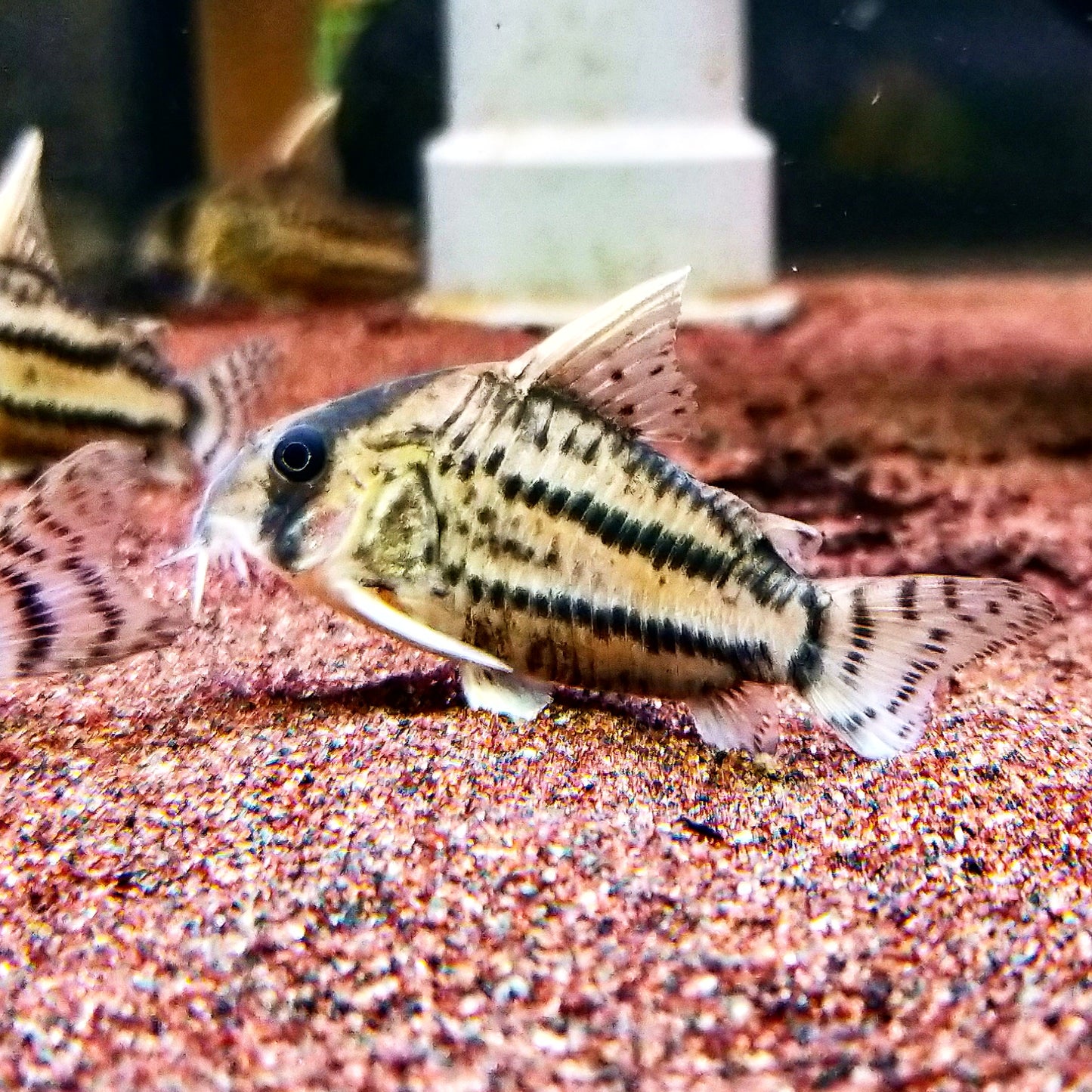 Corydoras Schwartzi sp. CW028 by Iven Betta