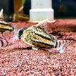 Corydoras Schwartzi sp. CW028 by Iven Betta