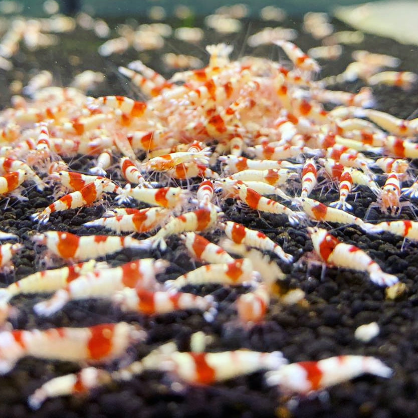 Caridina Cantonesis sp. Crystal Red CRS by Iven Betta