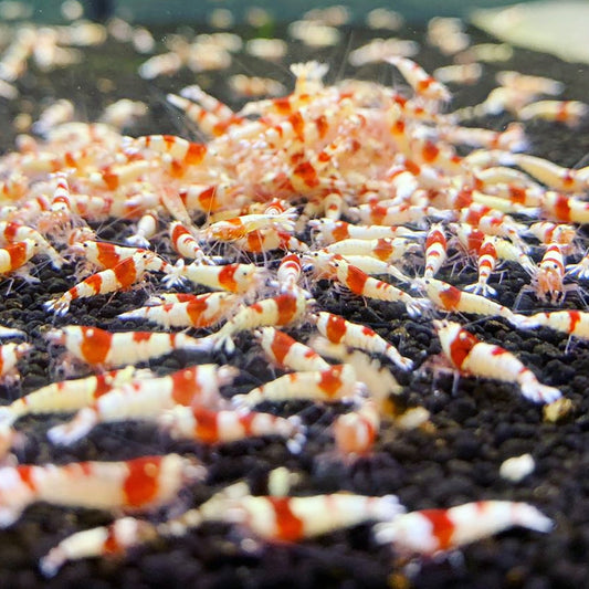 Caridina Cantonesis sp. Crystal Red CRS by Iven Betta