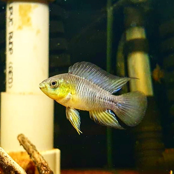 Apistogramma Borellii by Iven Betta