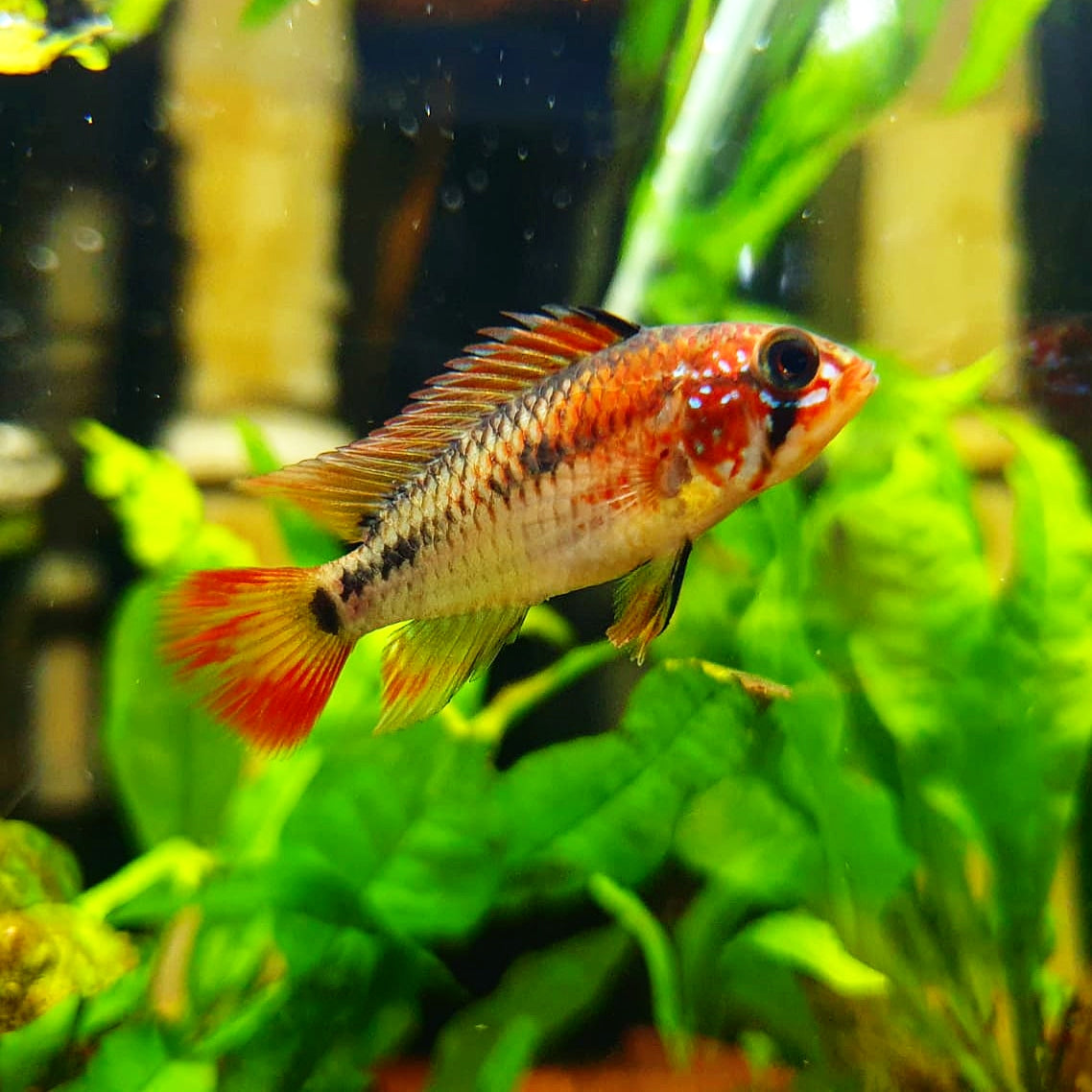 Apistogramma Macmasteri by Iven Betta