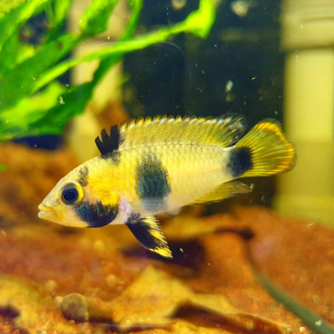 Apistogramma Nijsseni by Iven Betta