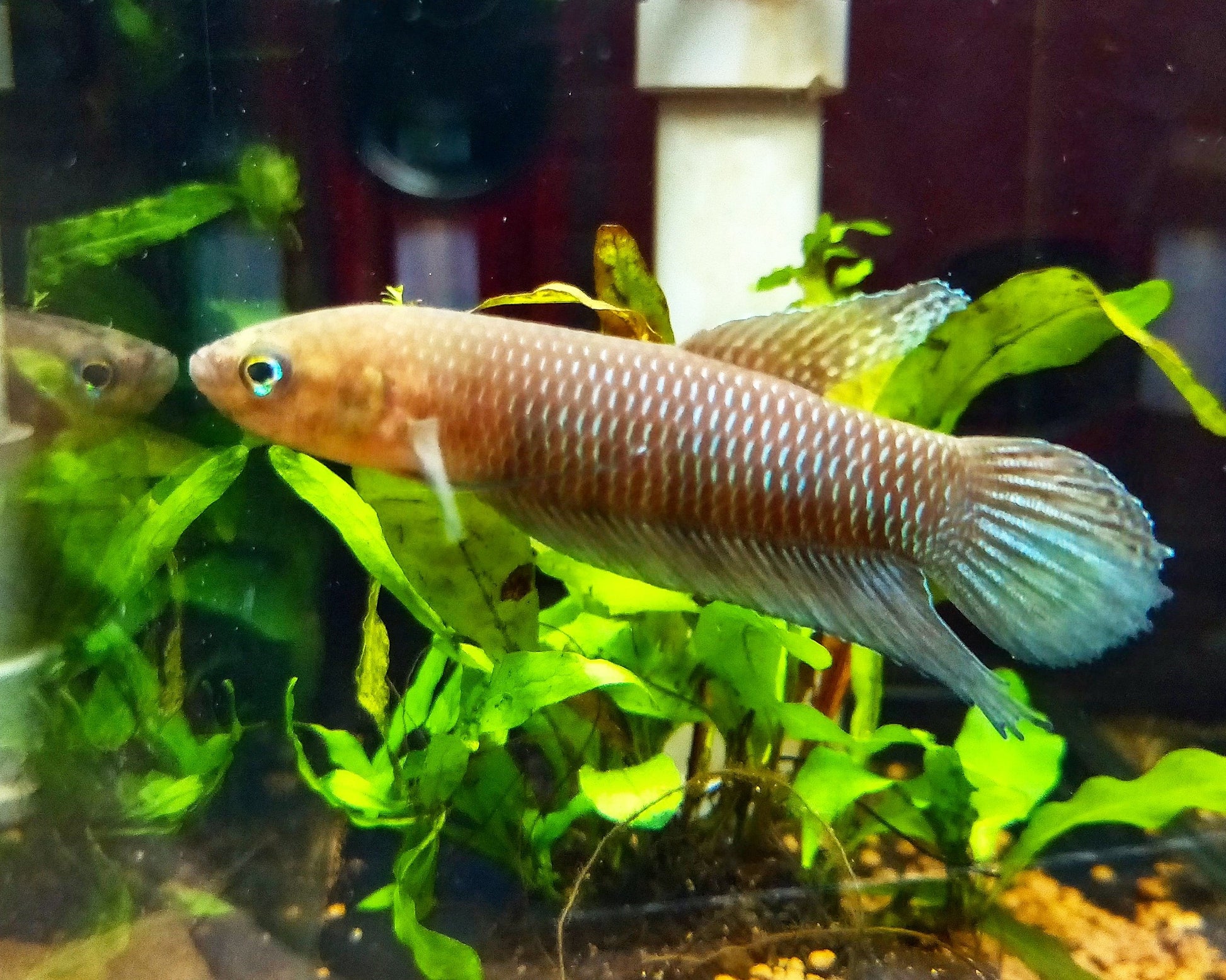 Betta Simorum by Iven Betta