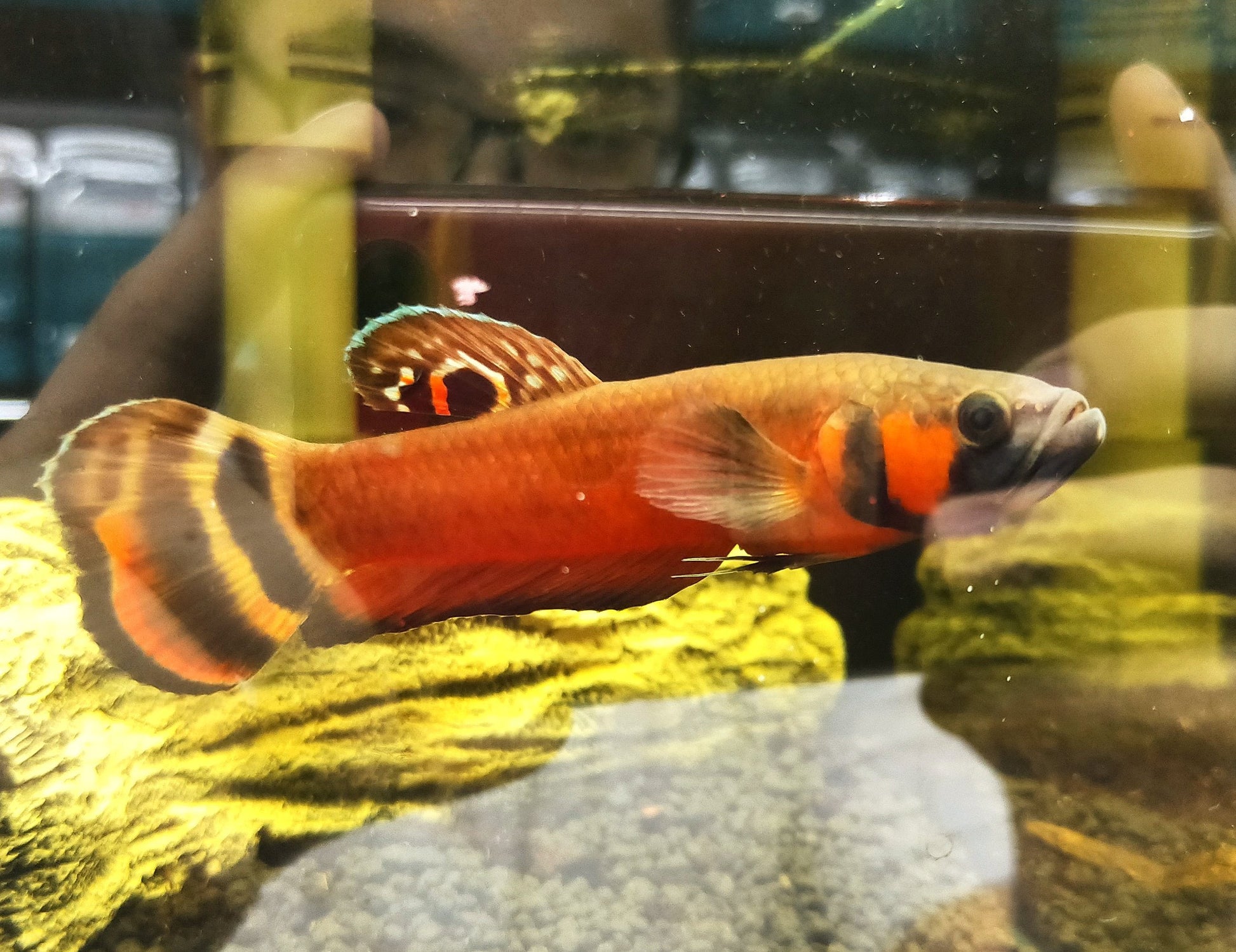 Betta Macrostoma by Iven Betta