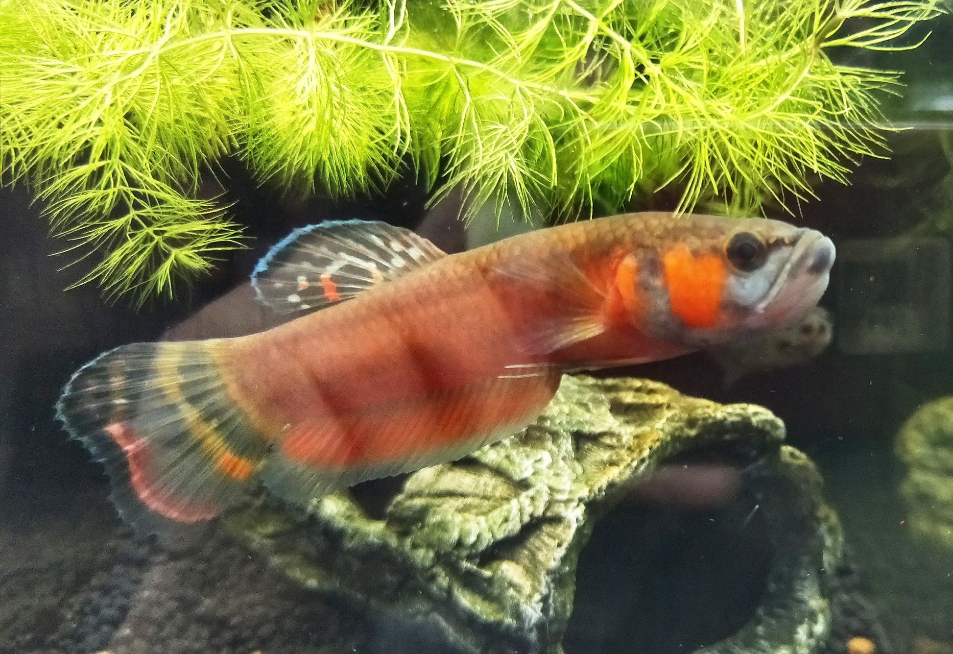 Betta Macrostoma by Iven Betta