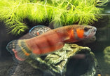 Betta Macrostoma by Iven Betta