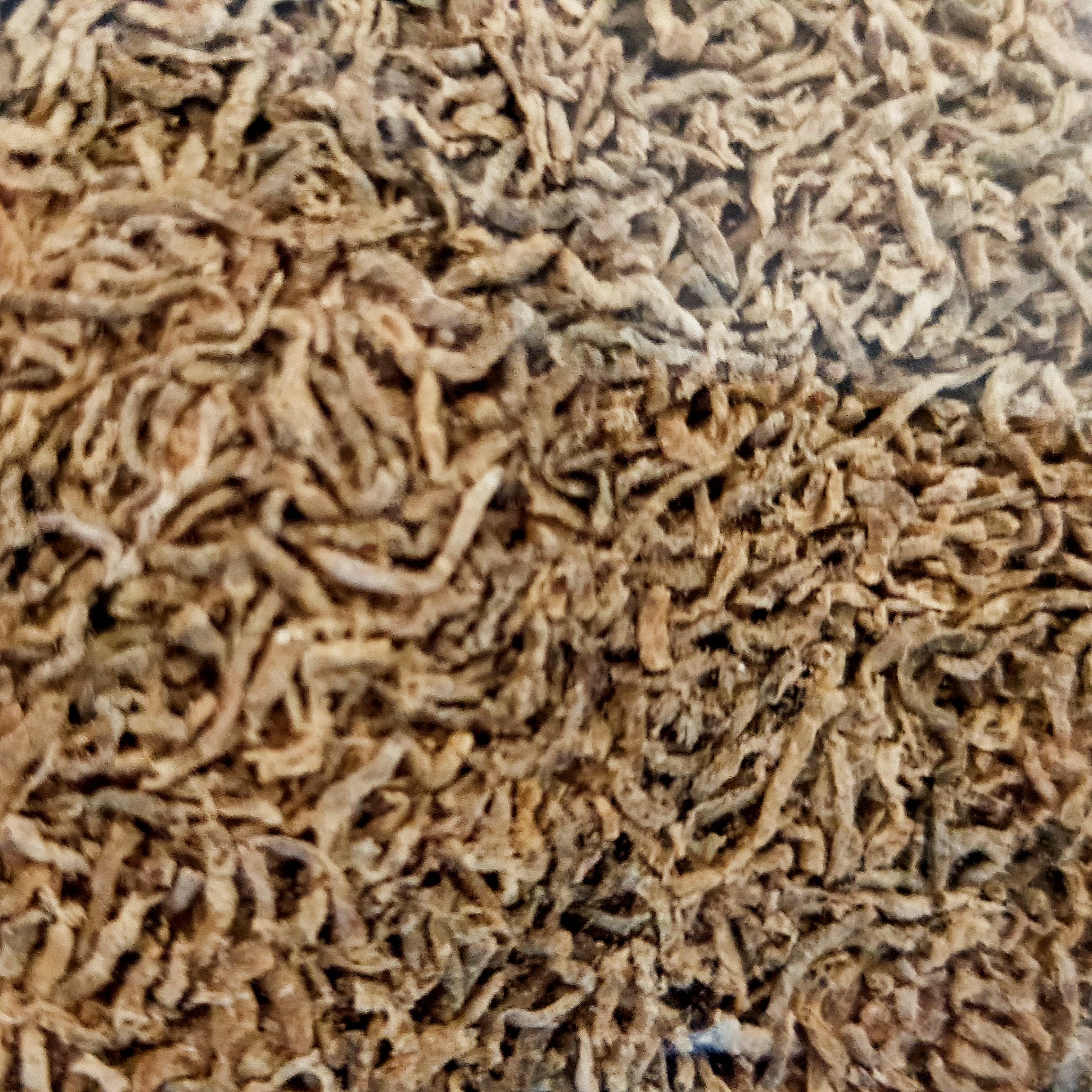 Australian Black Worms - Original (Loose) by Iven Betta