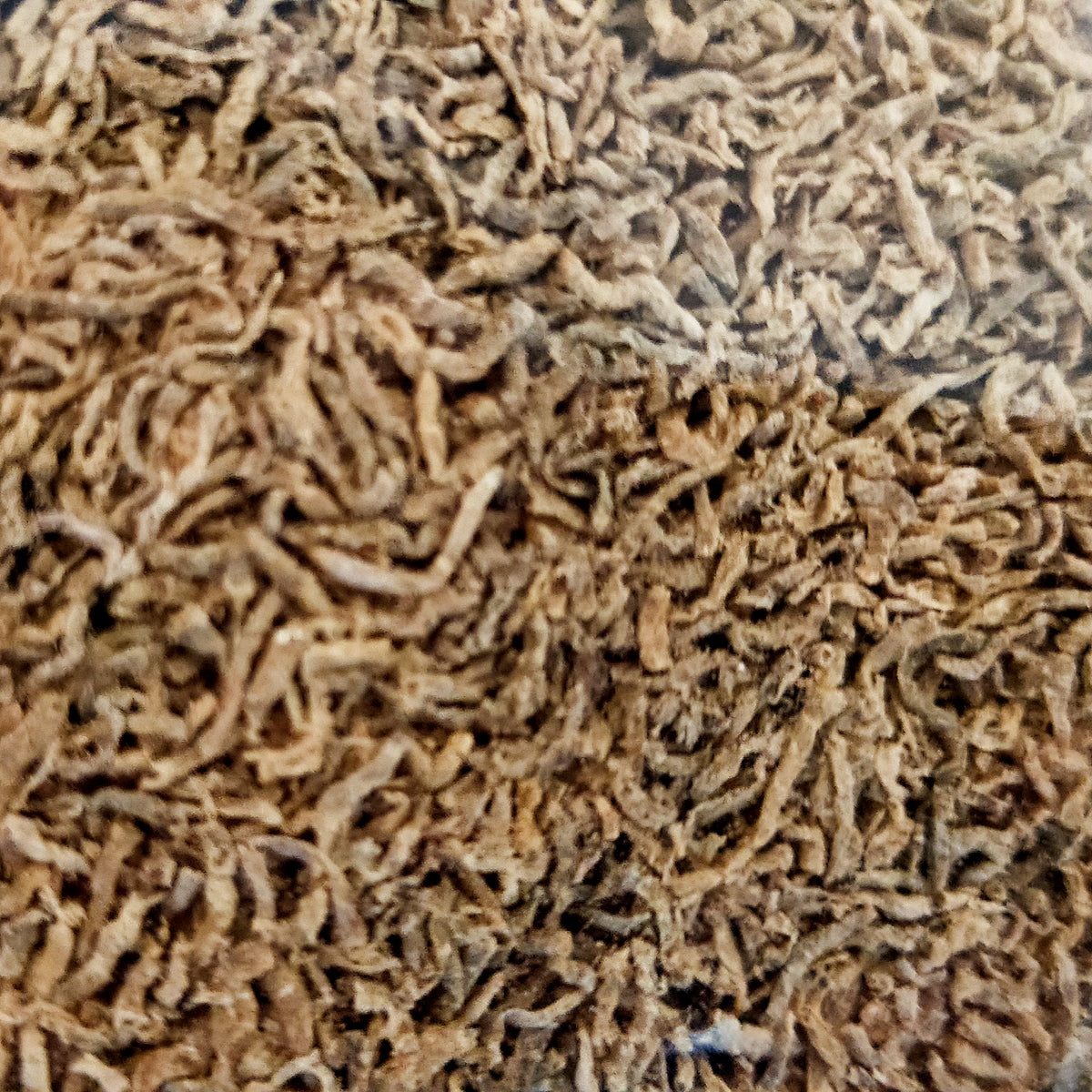 Australian Black Worms - Original (Loose) by Iven Betta
