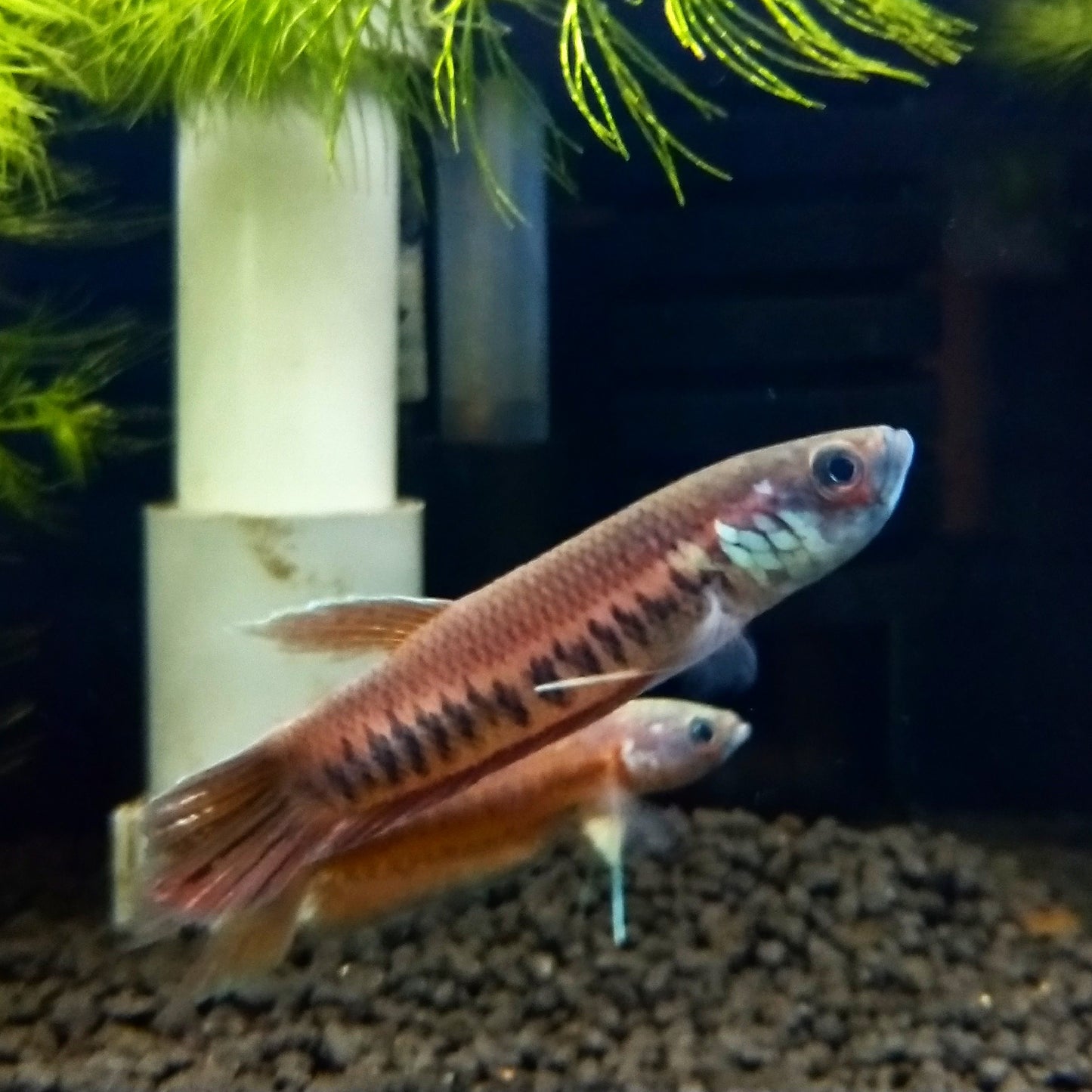 Betta Patoti by Iven Betta