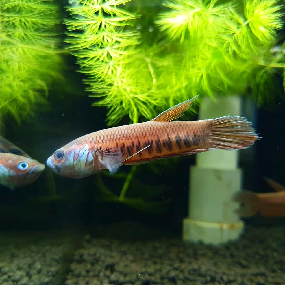 Betta Patoti by Iven Betta