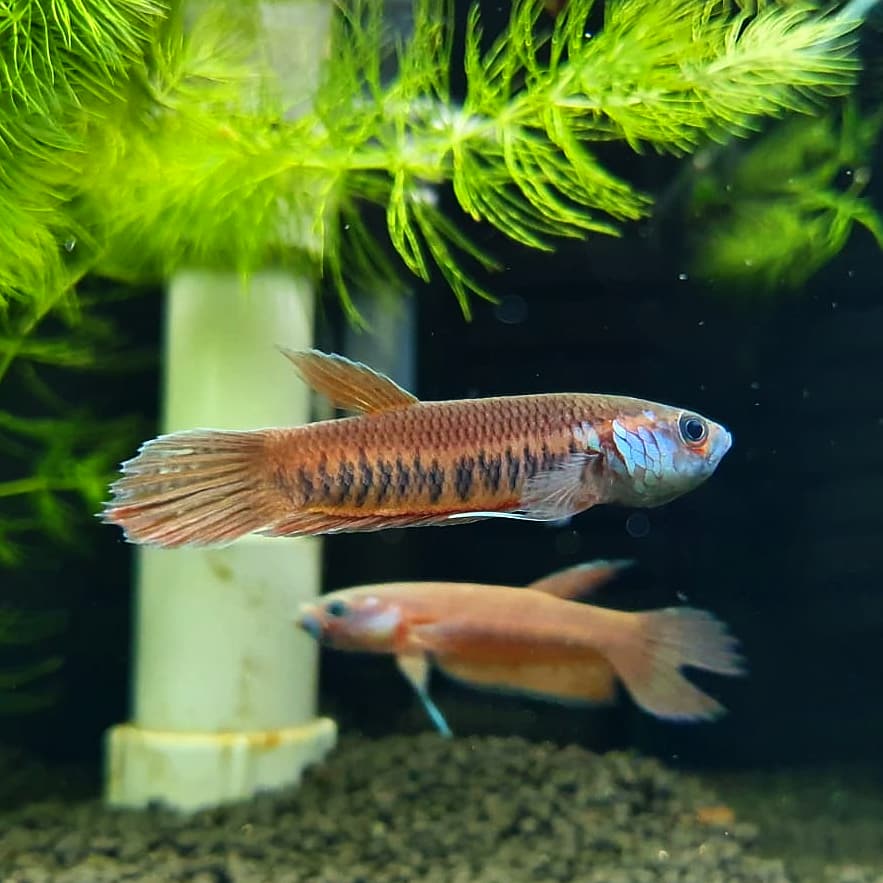 Betta Patoti by Iven Betta