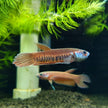 Betta Patoti by Iven Betta