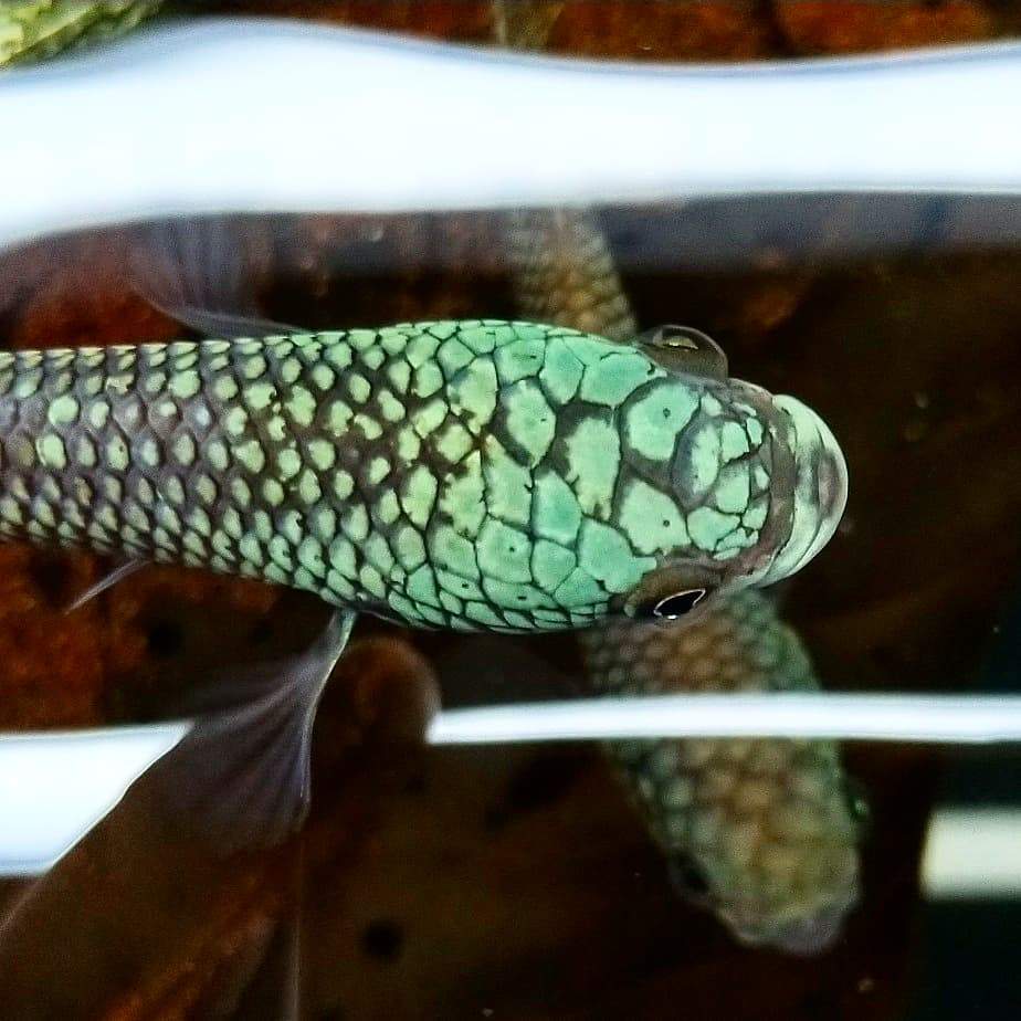 Betta sp. Antuta by Iven Betta