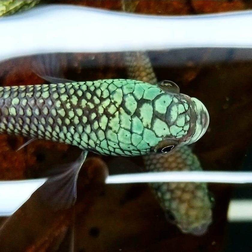 Betta sp. Antuta by Iven Betta