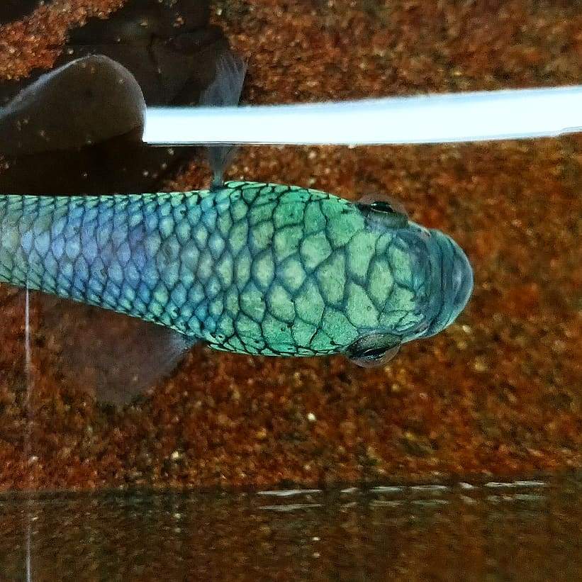Betta sp. Antuta by Iven Betta