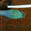 Betta sp. Antuta by Iven Betta