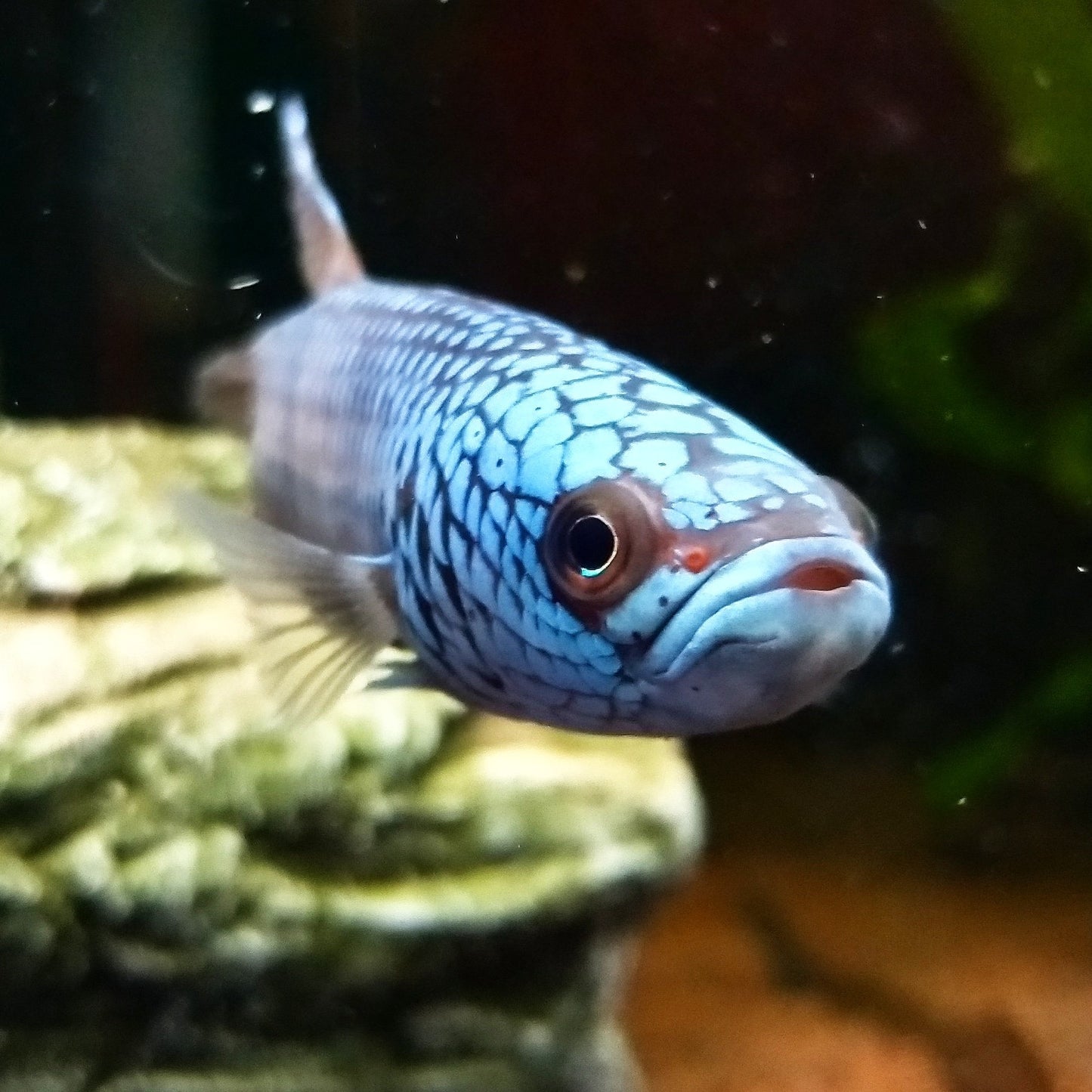 Betta sp. Antuta by Iven Betta
