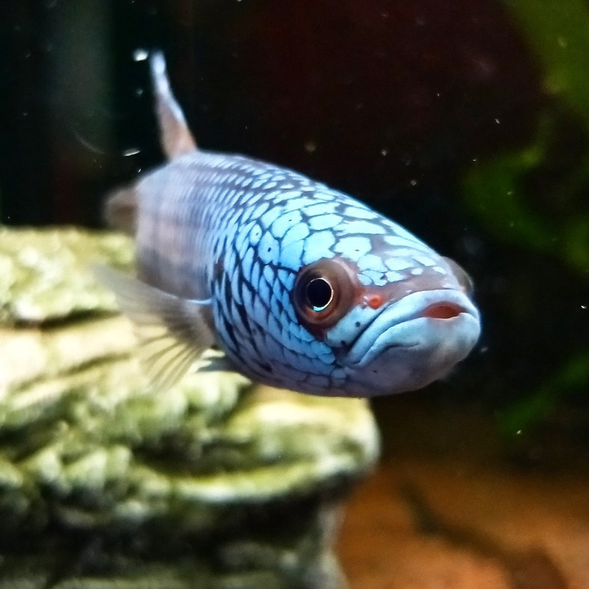 Betta sp. Antuta by Iven Betta