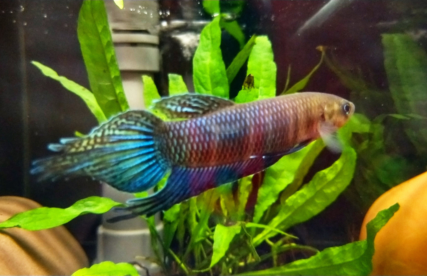 Betta Simorum by Iven Betta