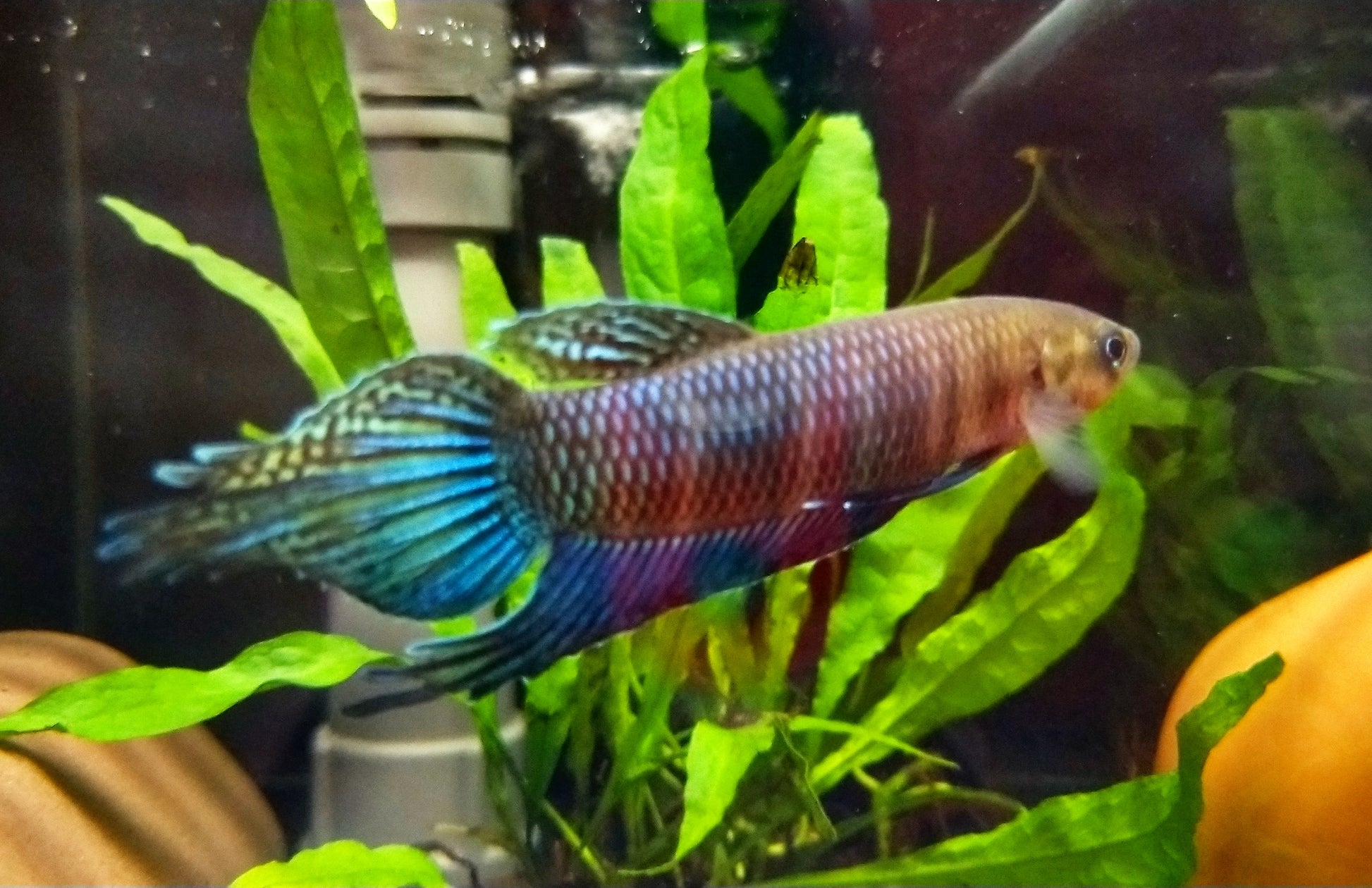 Betta Simorum by Iven Betta