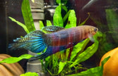 Betta Simorum by Iven Betta