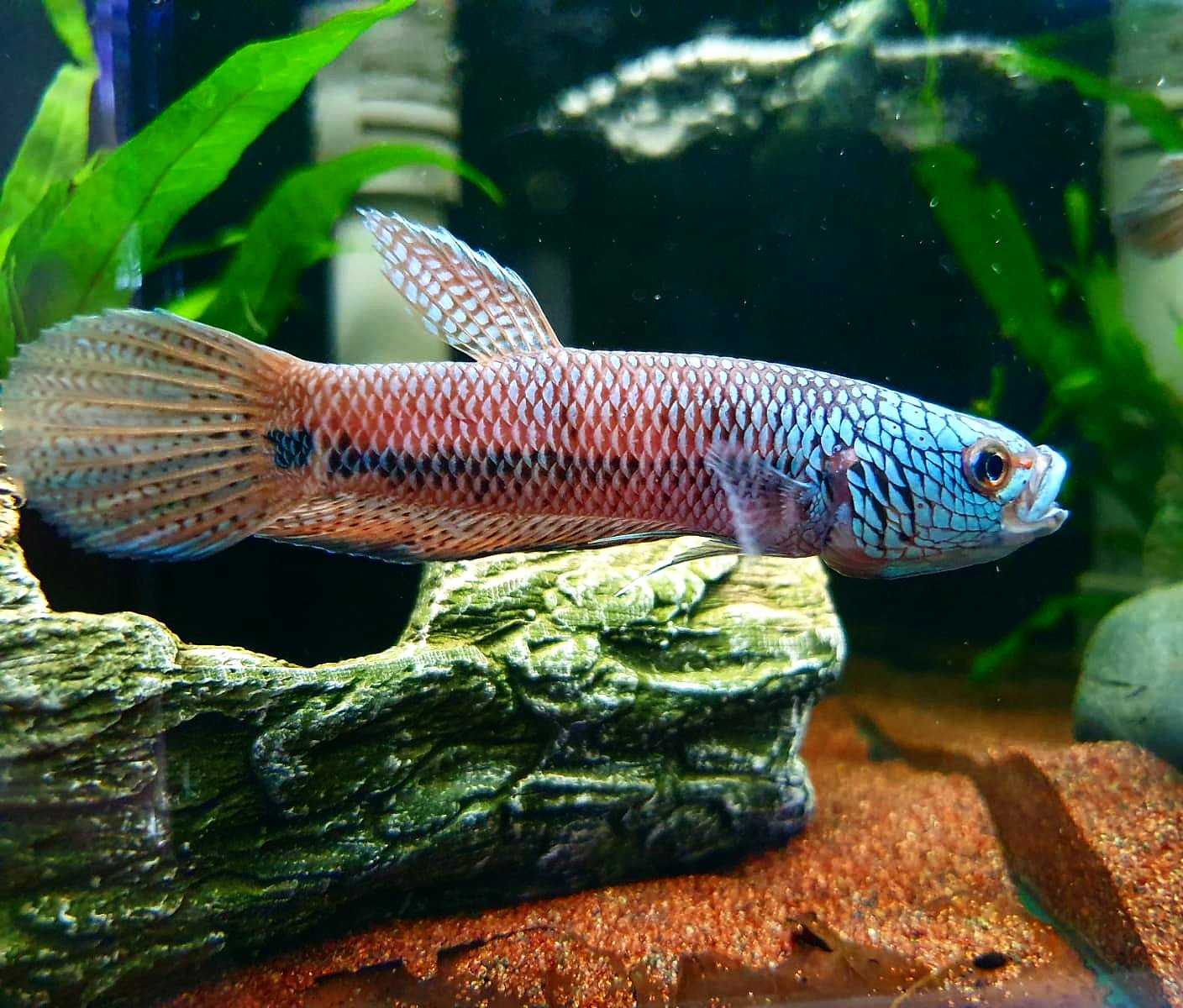 Betta sp. Antuta by Iven Betta