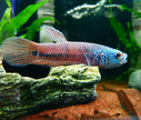 Betta sp. Antuta by Iven Betta