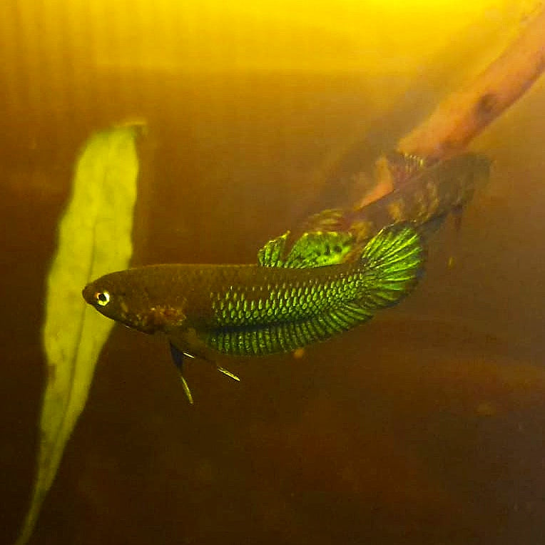 Betta Persephone by Iven Betta