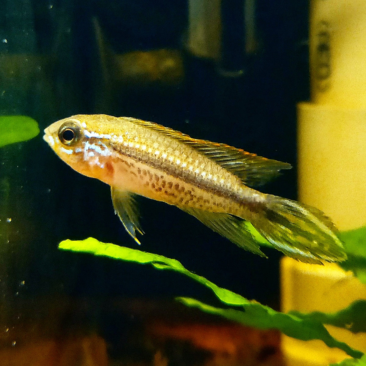 Apistogramma Agassizii "Red" by Iven Betta