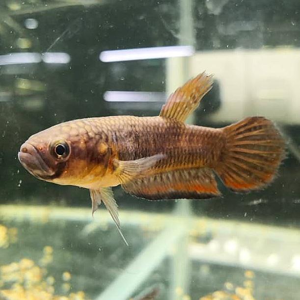 Betta Compuncta by Iven Betta