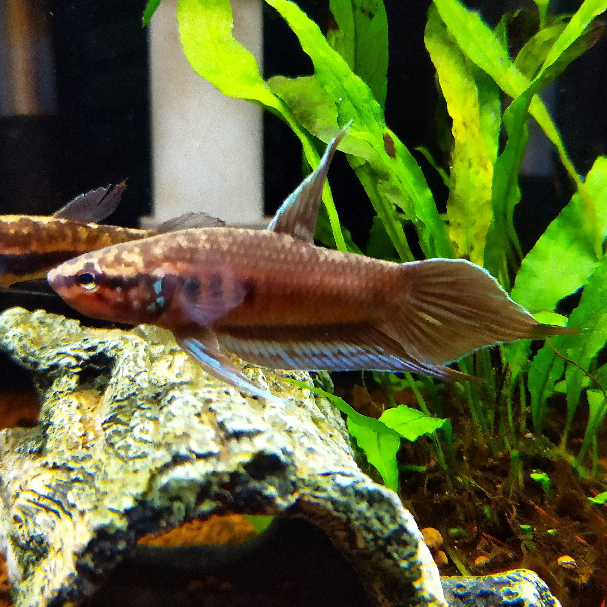 Betta Dimidiata by Iven Betta