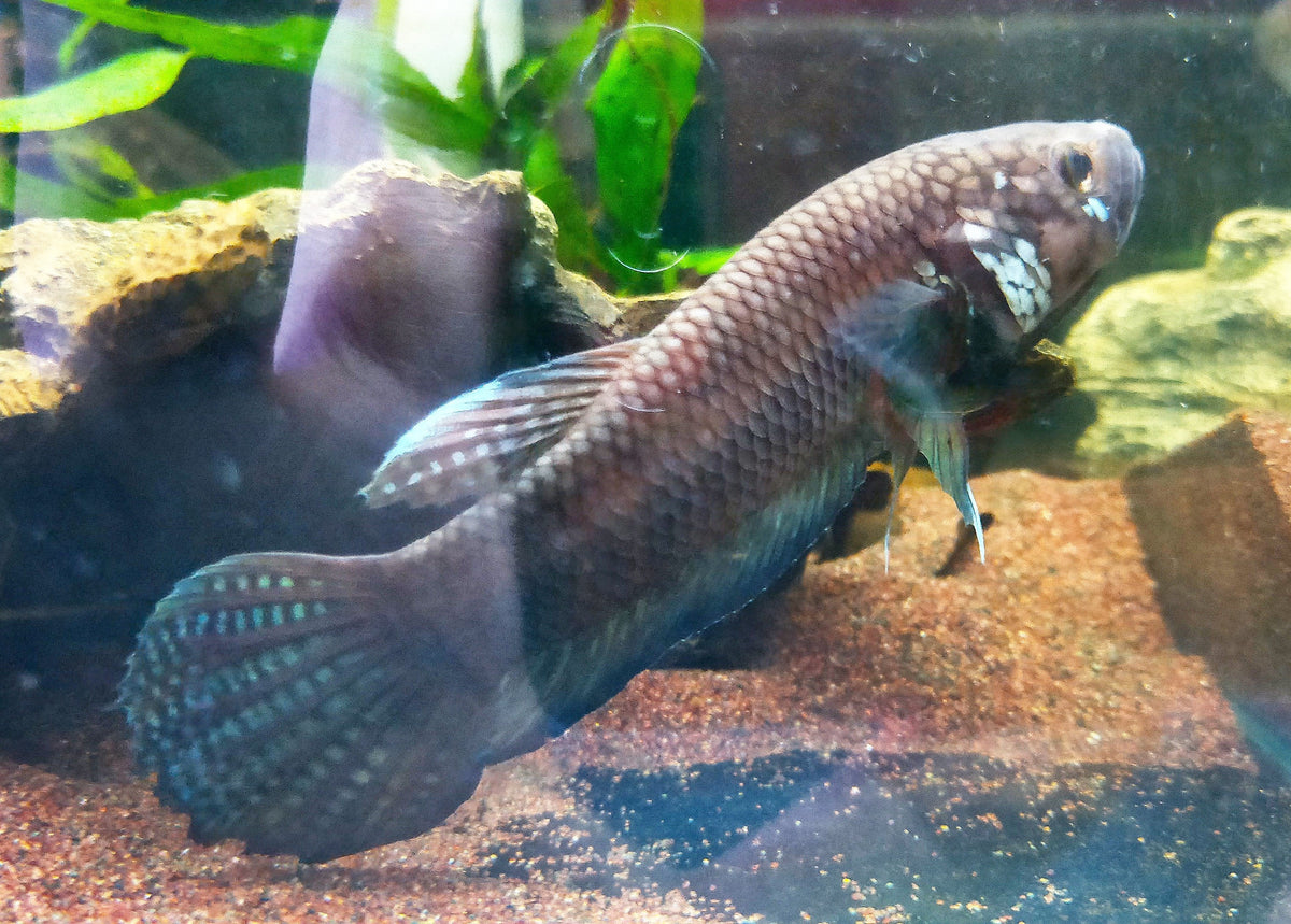 Betta Compuncta by Iven Betta