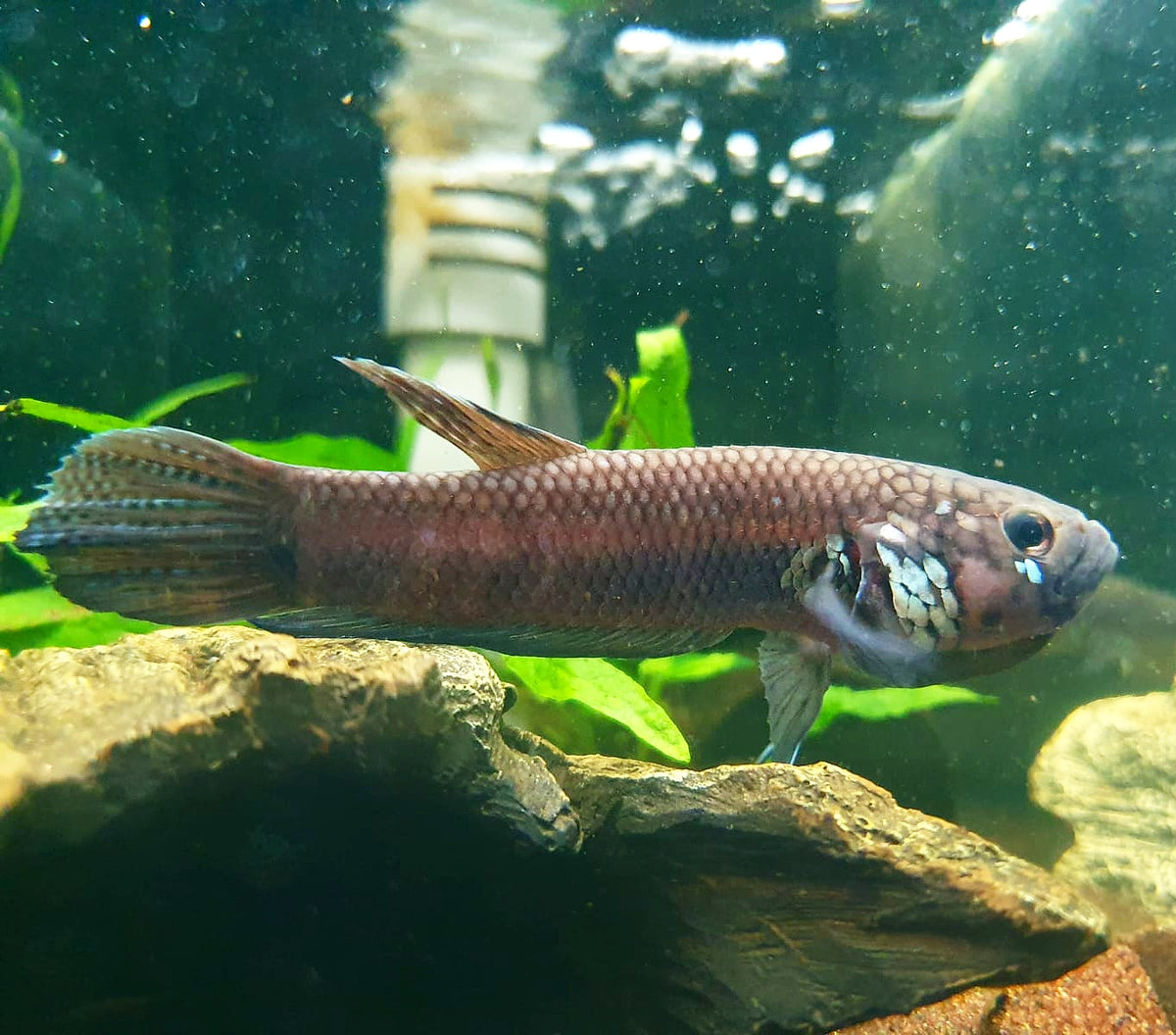 Betta Compuncta by Iven Betta