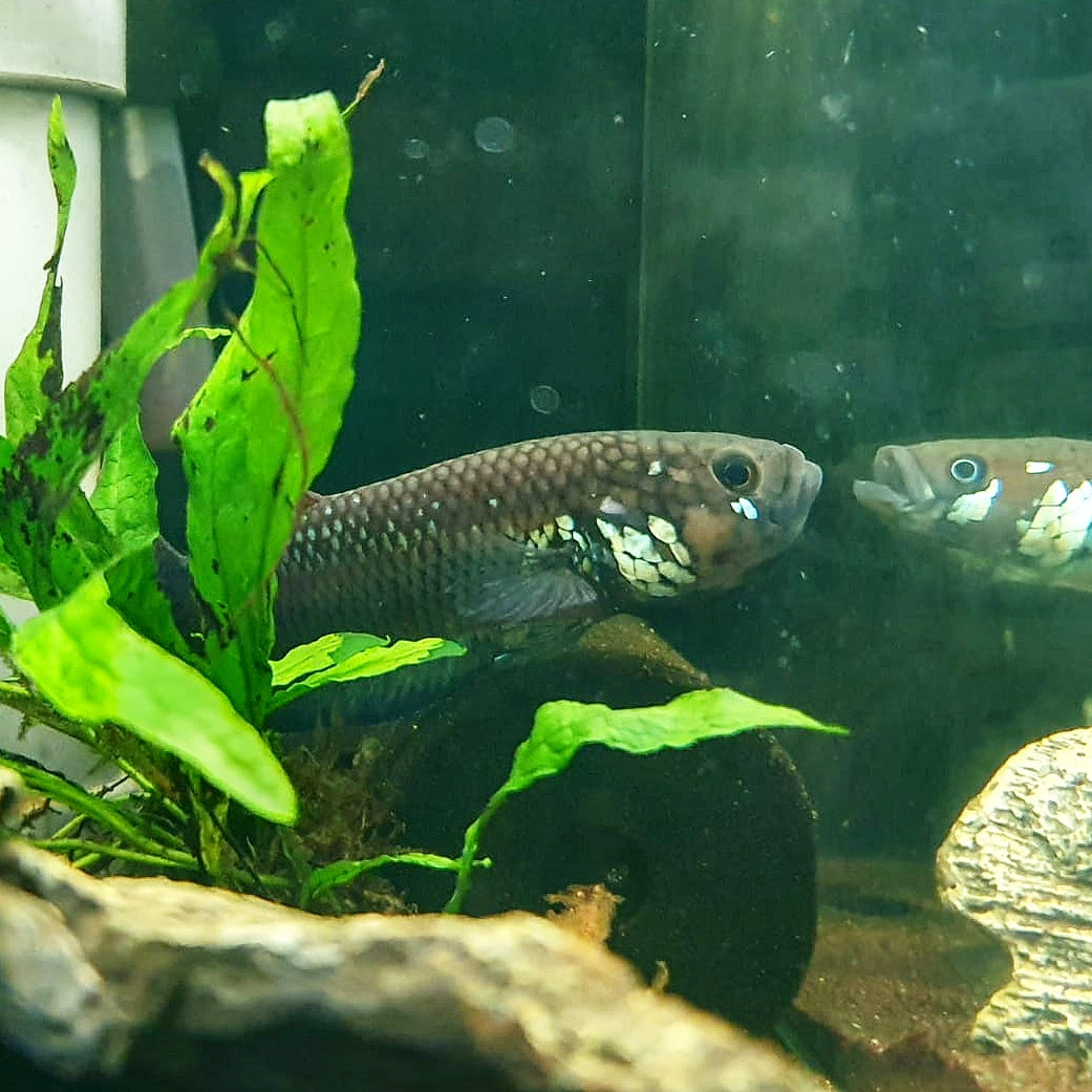 Betta Compuncta by Iven Betta