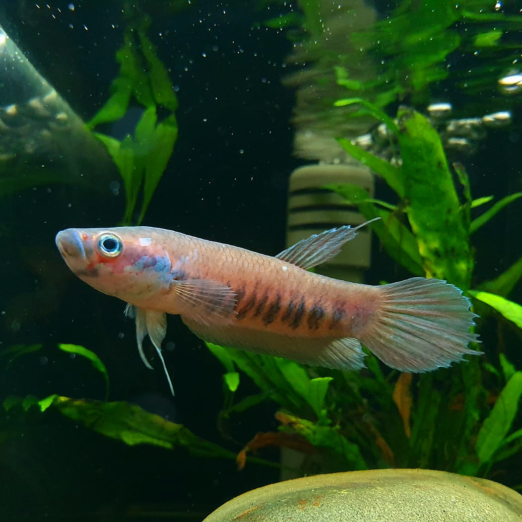 Betta Patoti by Iven Betta
