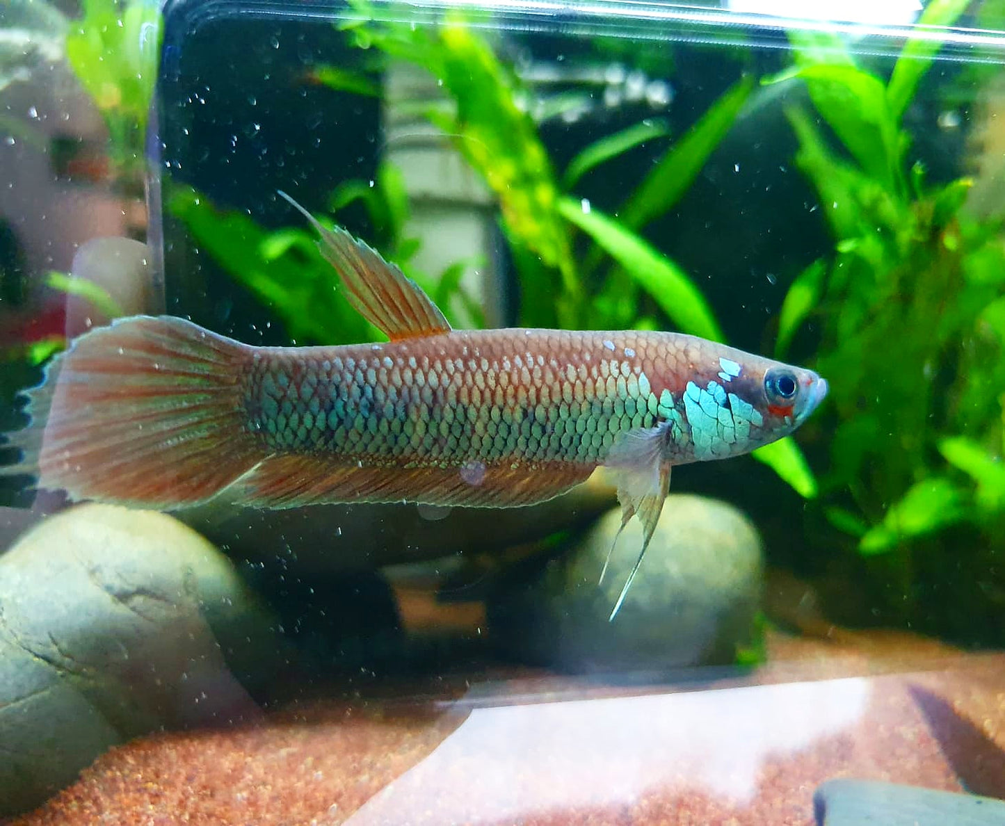 Betta Patoti by Iven Betta