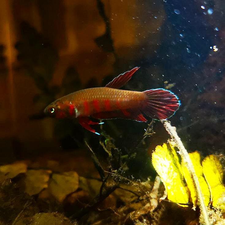 Betta Rubra by Iven Betta