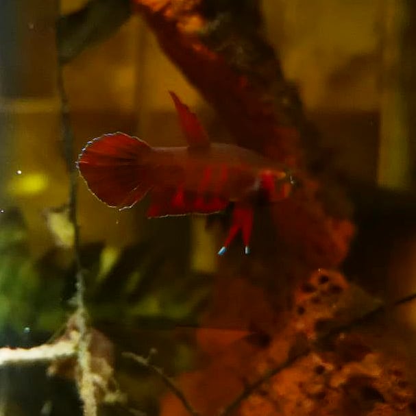 Betta Rubra by Iven Betta