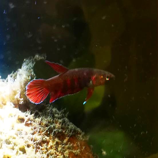 Betta Rubra by Iven Betta