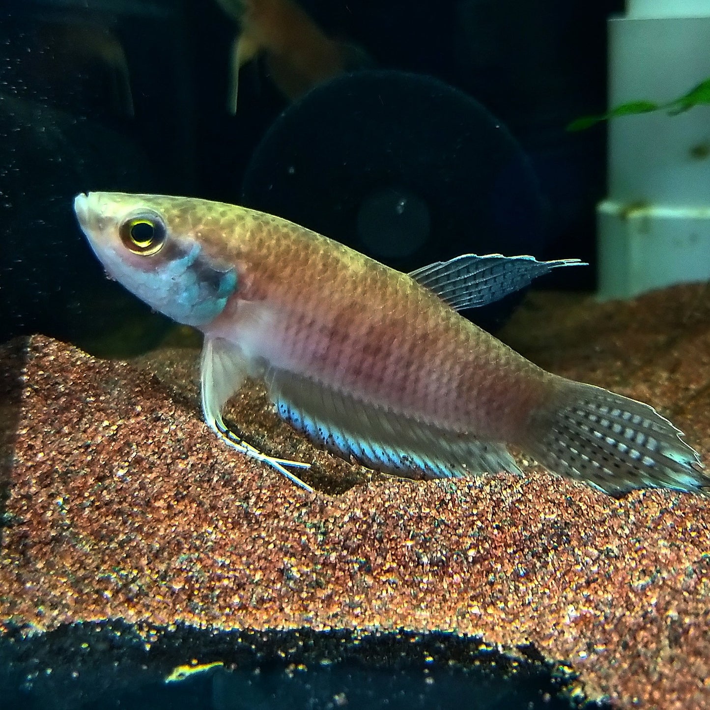 Betta Enisae by Iven Betta