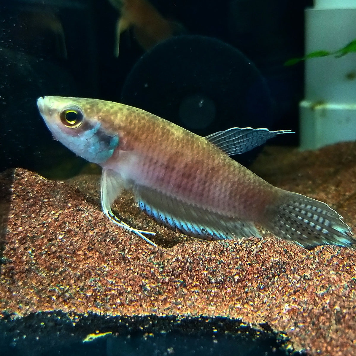 Betta Enisae by Iven Betta