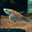 Betta Enisae by Iven Betta