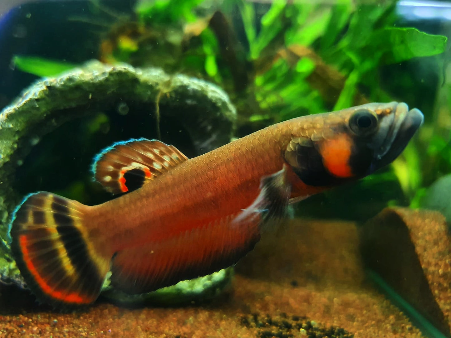 Betta Macrostoma by Iven Betta