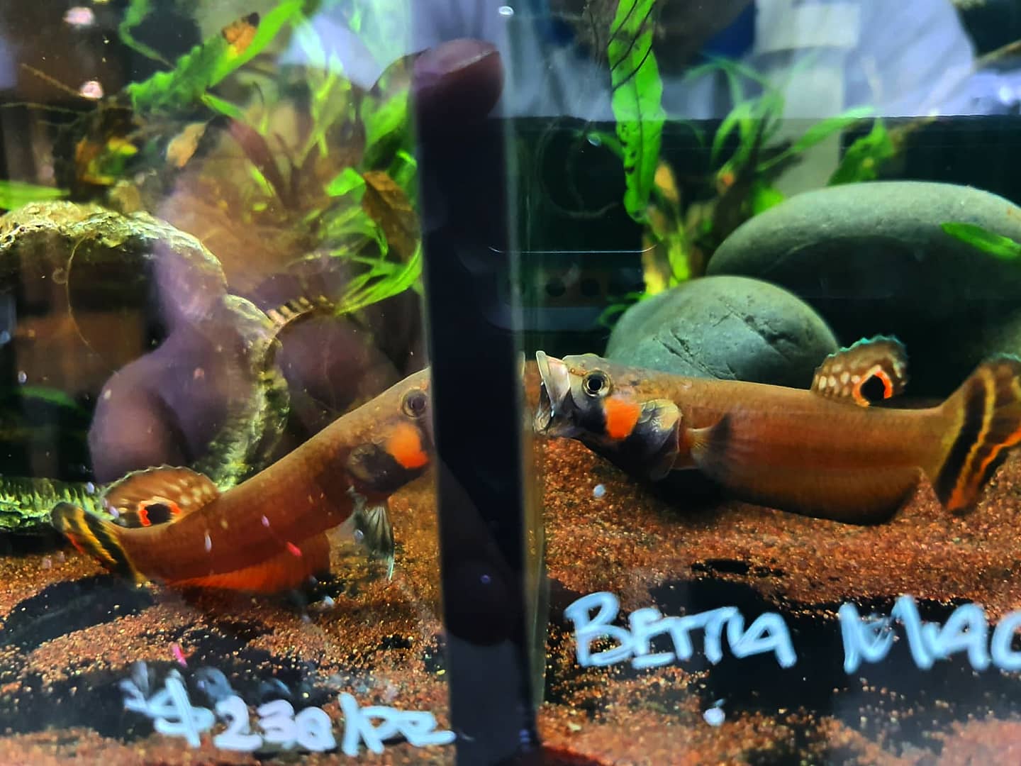 Betta Macrostoma by Iven Betta