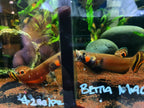 Betta Macrostoma by Iven Betta