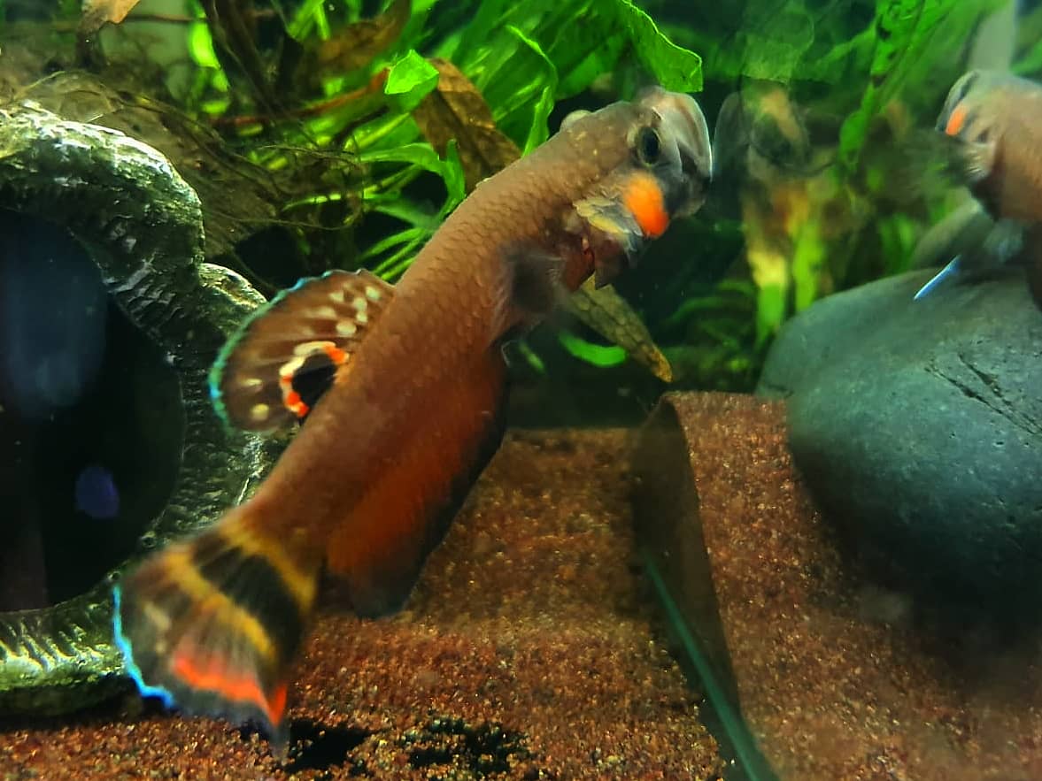 Betta Macrostoma by Iven Betta