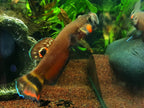 Betta Macrostoma by Iven Betta