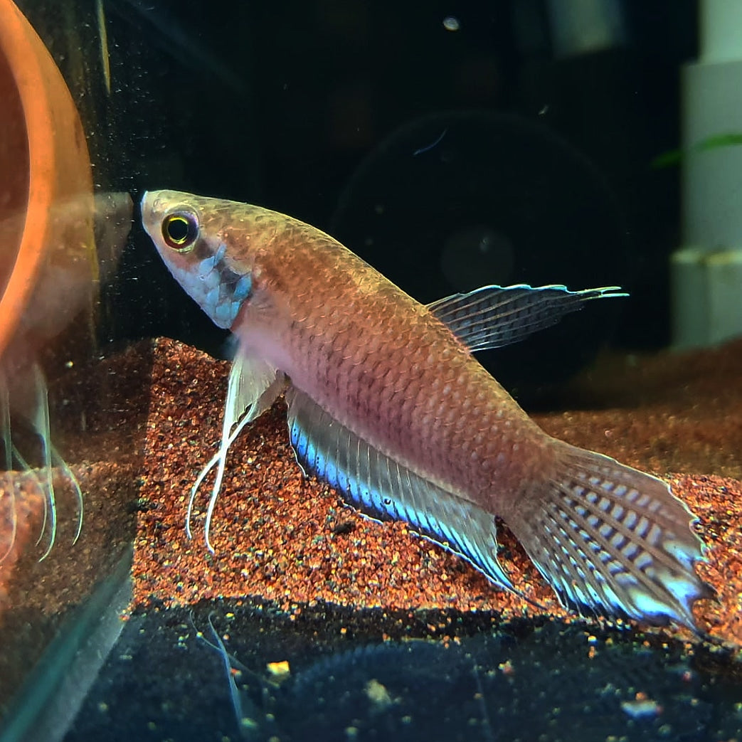 Betta Enisae by Iven Betta